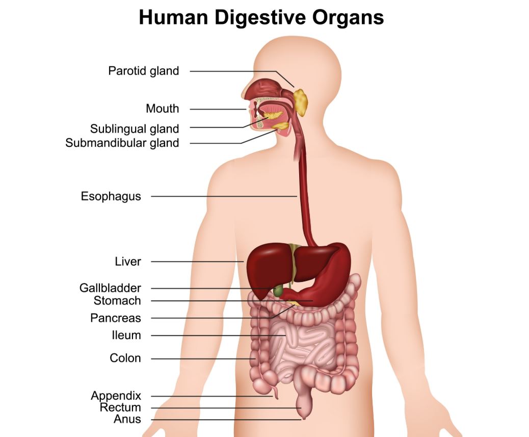 human digestive system